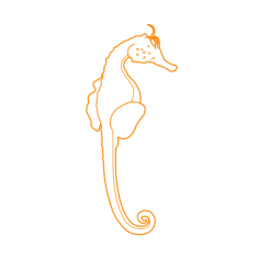 Animals Saltwater Fish Big Belly Seahorse Sketch Drawing Svg Vector, Free Vectors File